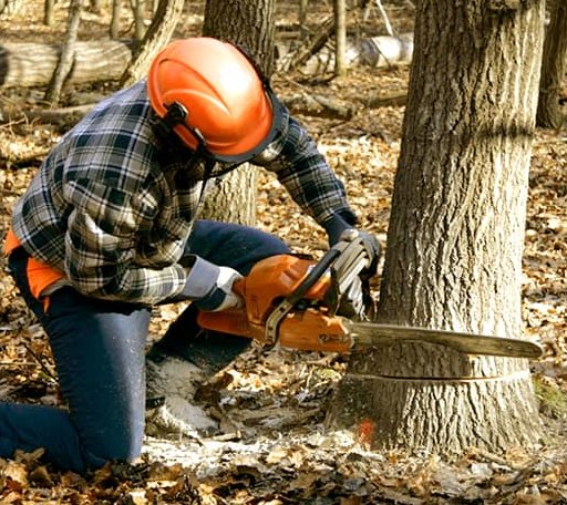 Tree Removal in Island Falls, ME